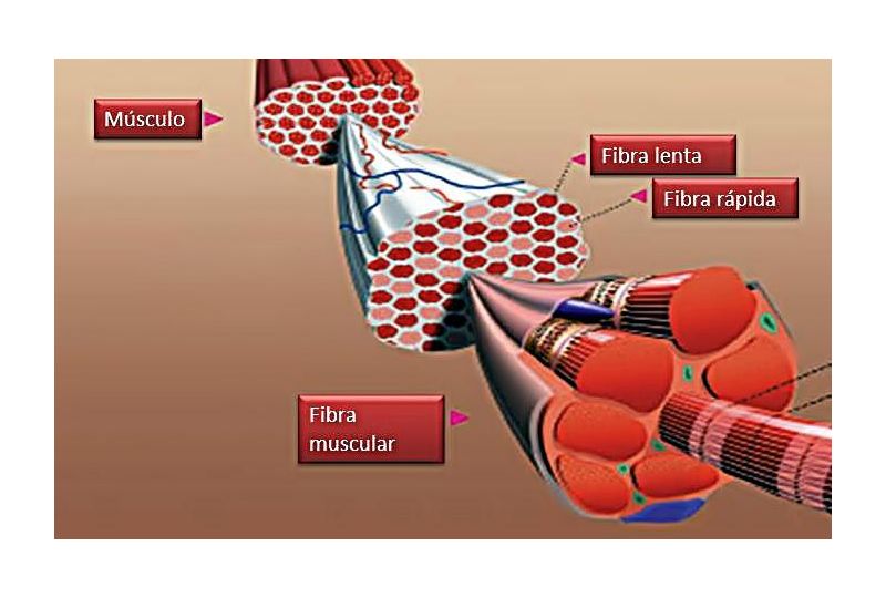 Fibras Musculares de Contracción Lenta y Rapida